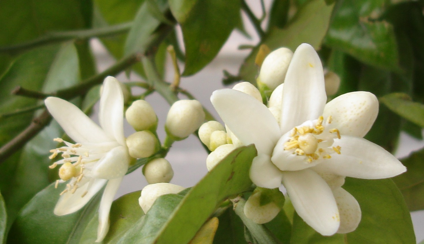 La flor de azahar, un remedio casero contra el estrés y el insomnio
