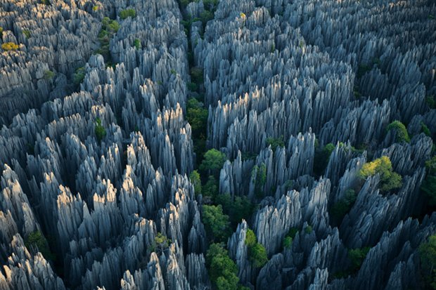 El bosque de piedra