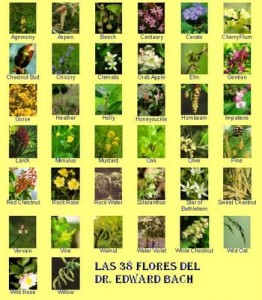 flores de bach