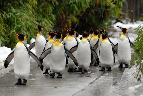 Zoo de Zurich