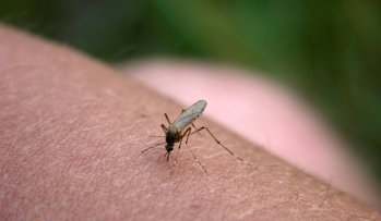 evitar-picaduras-mosquito