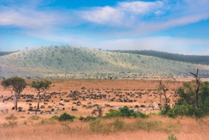 Gnus and Zebras in Masai Mara