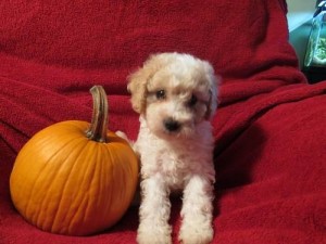 cava-poo-chon_puppies_for_sale_teddy_bear_pups_8_weeks_old_33422009