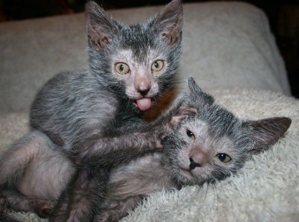 Lykoi-cats