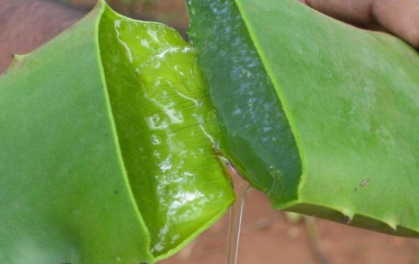 Usos del aloe vera