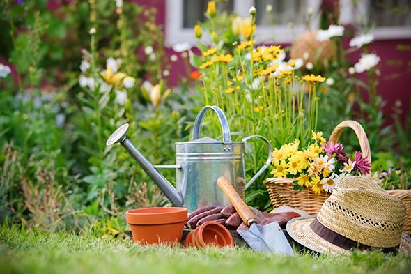 plantas en verano