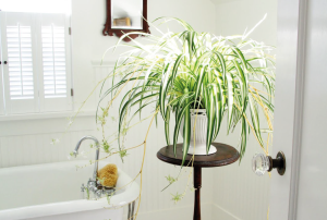 Plantas para un baño