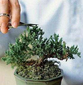 Cómo cuidar un bonsai